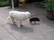 Berthold und Toni, unser Mini-Hausschwein