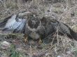 Baby Bussard
