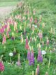 Lupinen am Hessenpark zum Selbstschneiden